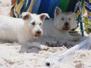 Gulf Shores Dog friendly beaches